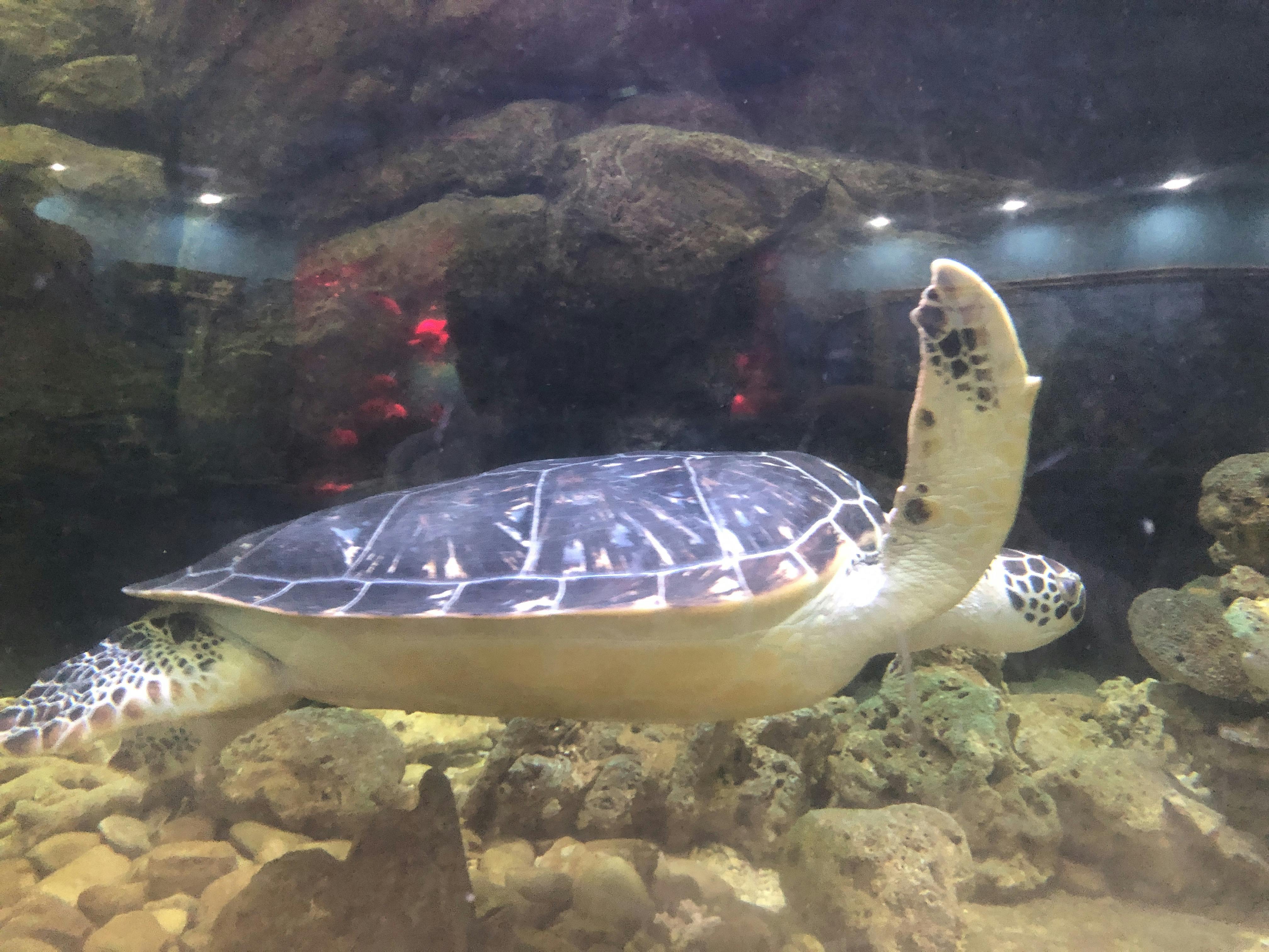 An image to describe post