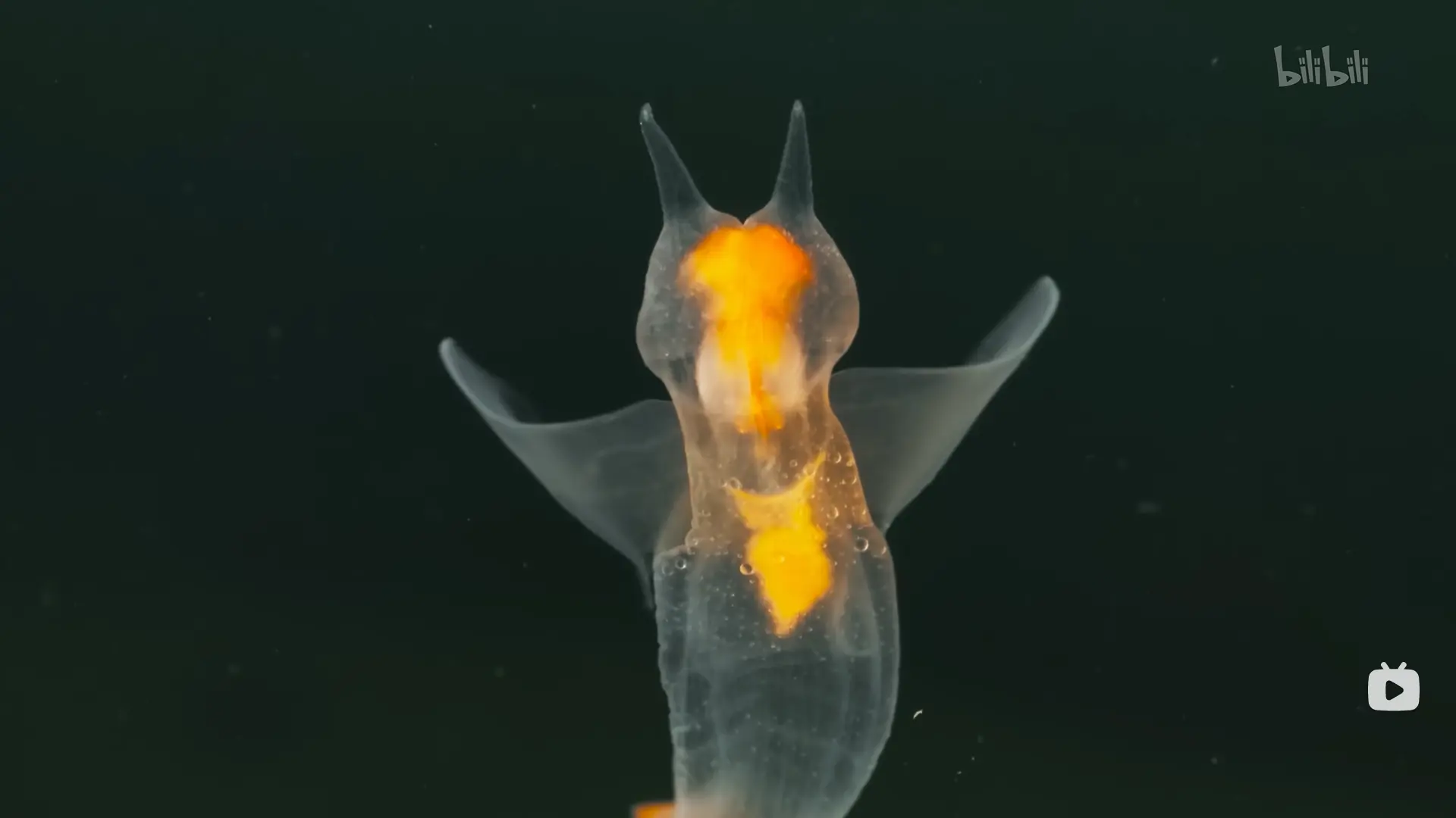 An image to describe post