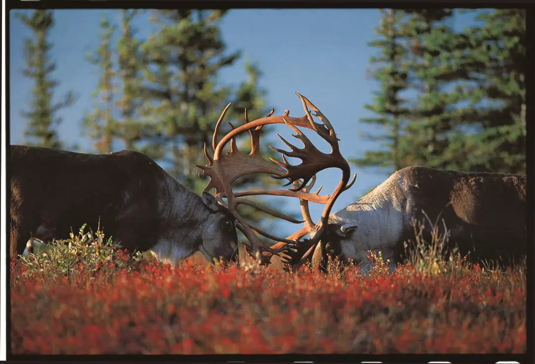 An image to describe post