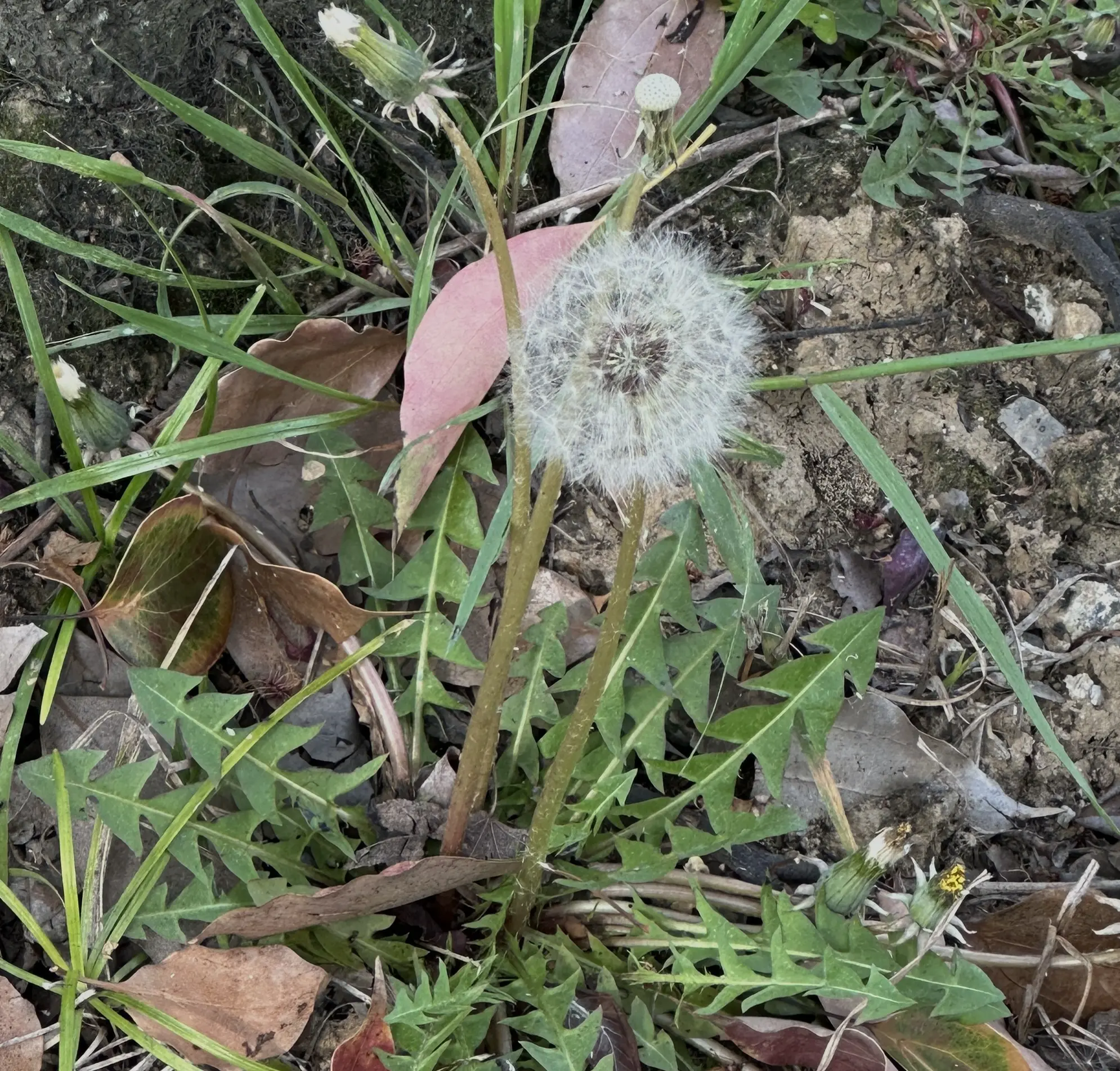 09：吹散一棵蒲公英，像放飞一束气球 | 曲率飞船newsletter