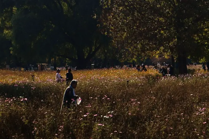 An image to describe 我承认这张使用了调色魔法🪄手机自带的那种，但是感觉还挺有意境的？