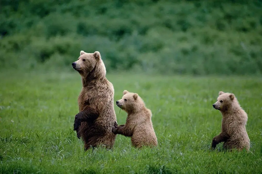 An image to describe post