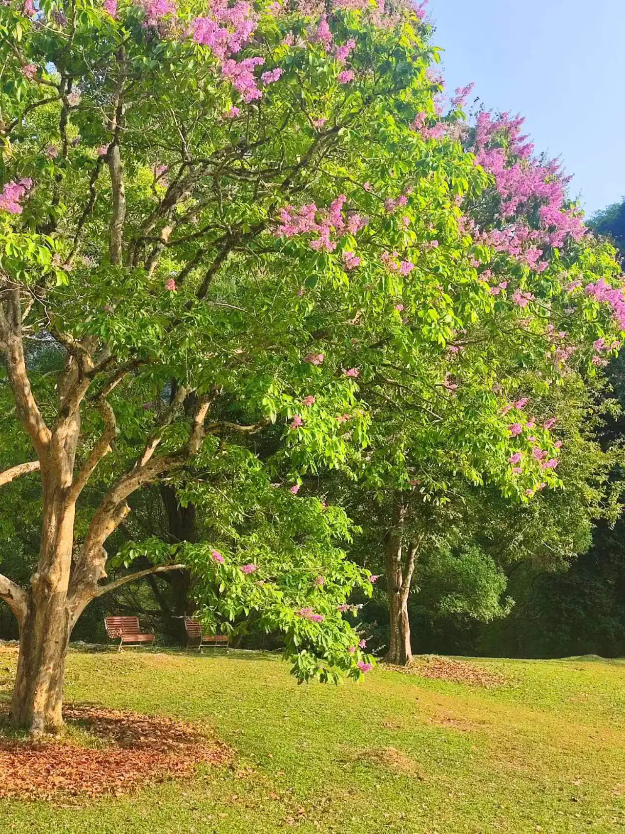 An image to describe post