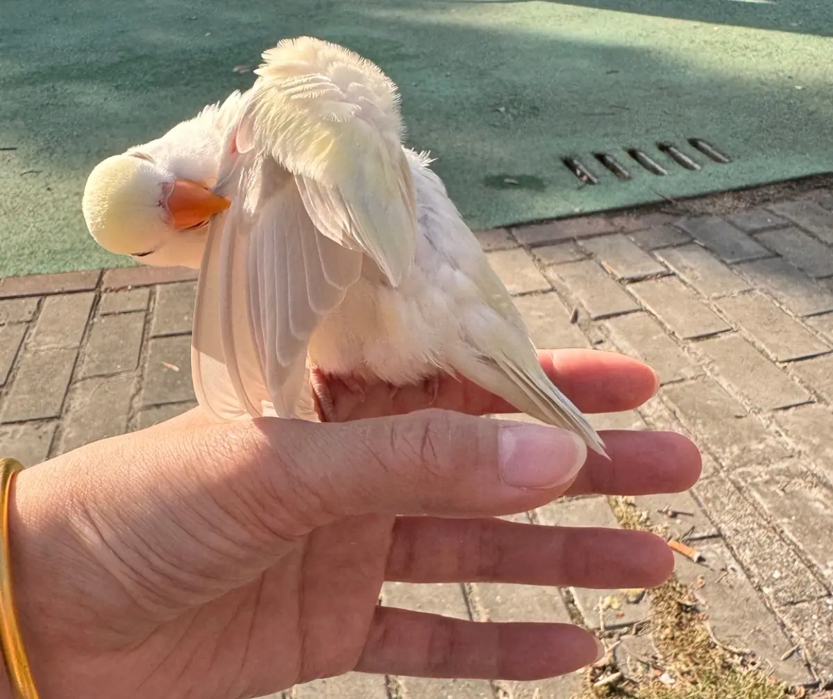 An image to describe post