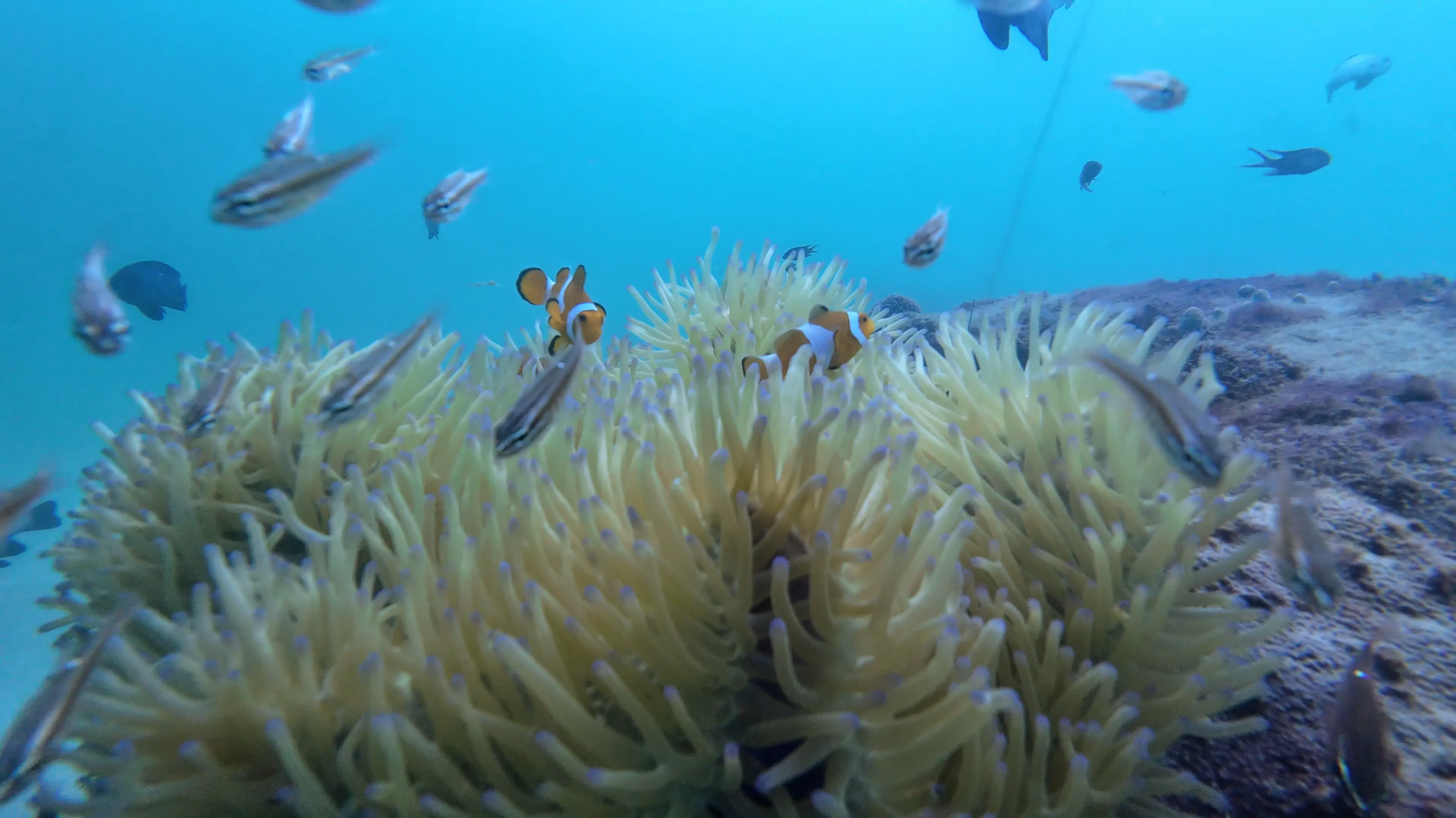 Day 15 | 杂谈之赶海与潜水操作指南