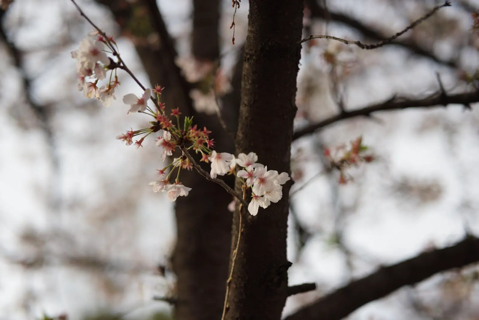 An image to describe post