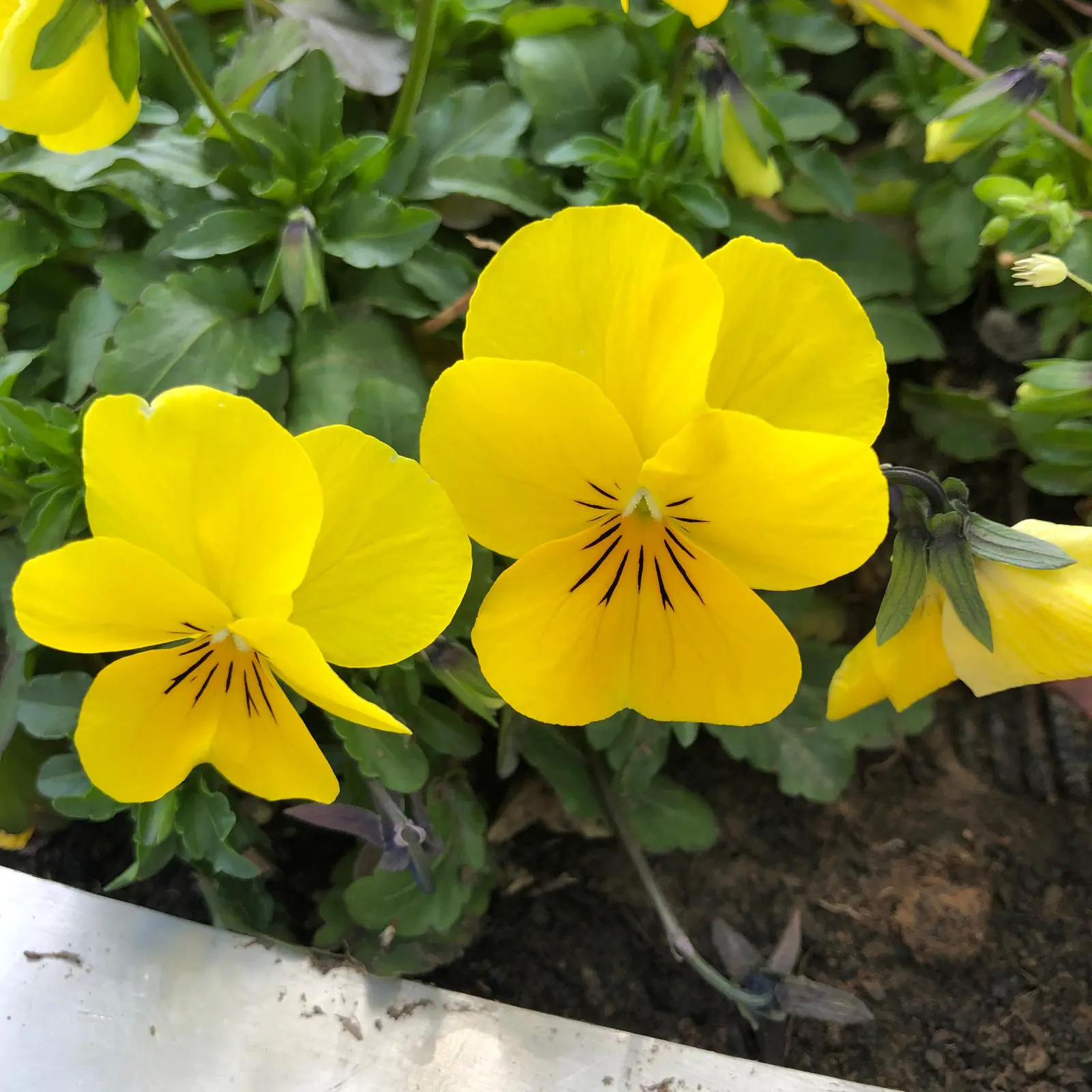 An image to describe post