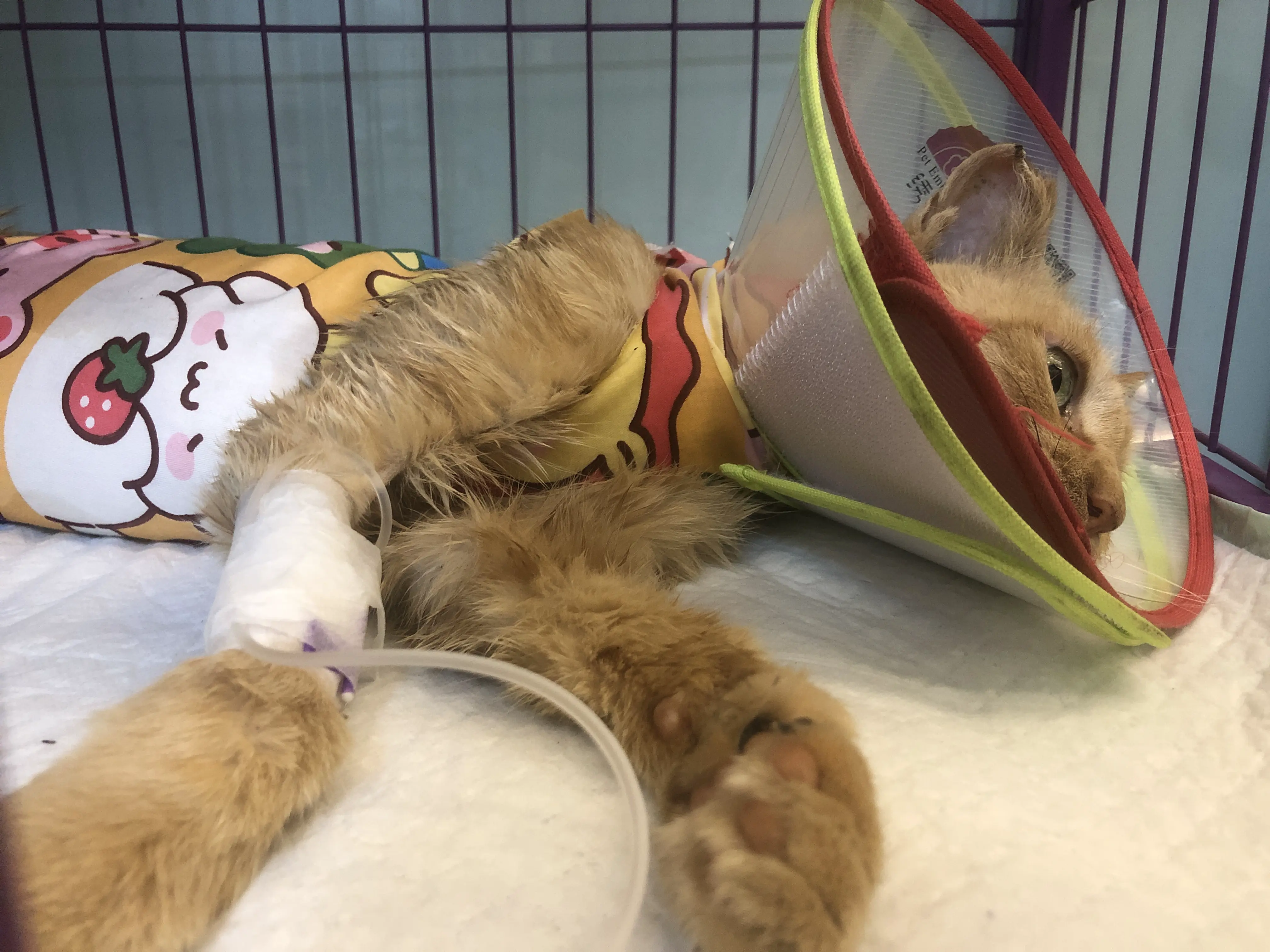 An image to describe post