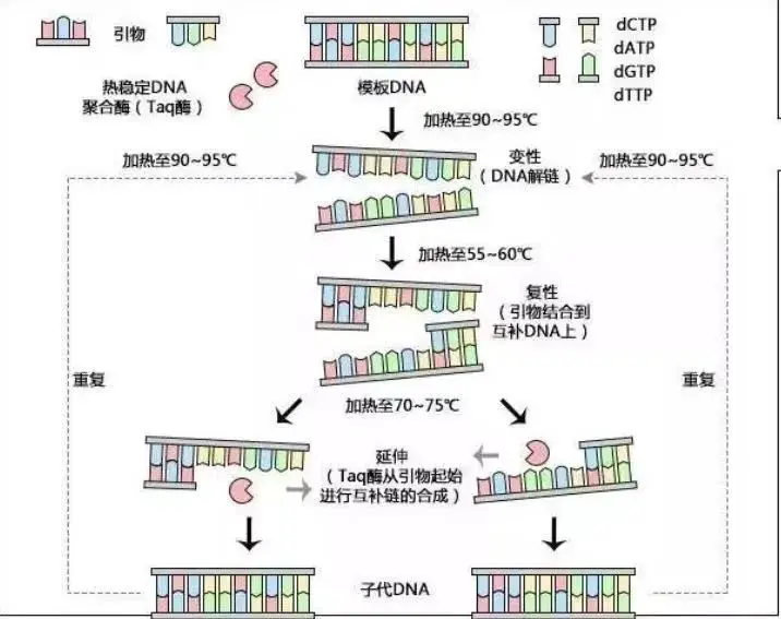 An image to describe post 单基因阳性，可能是误检，也可能是病毒变异