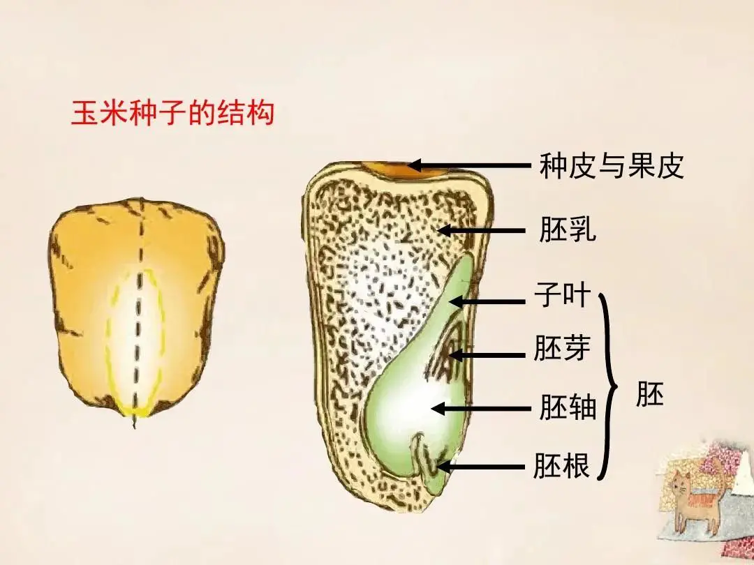 An image to describe post 我们有资格嘲笑韩国人吃玉米芯吗？