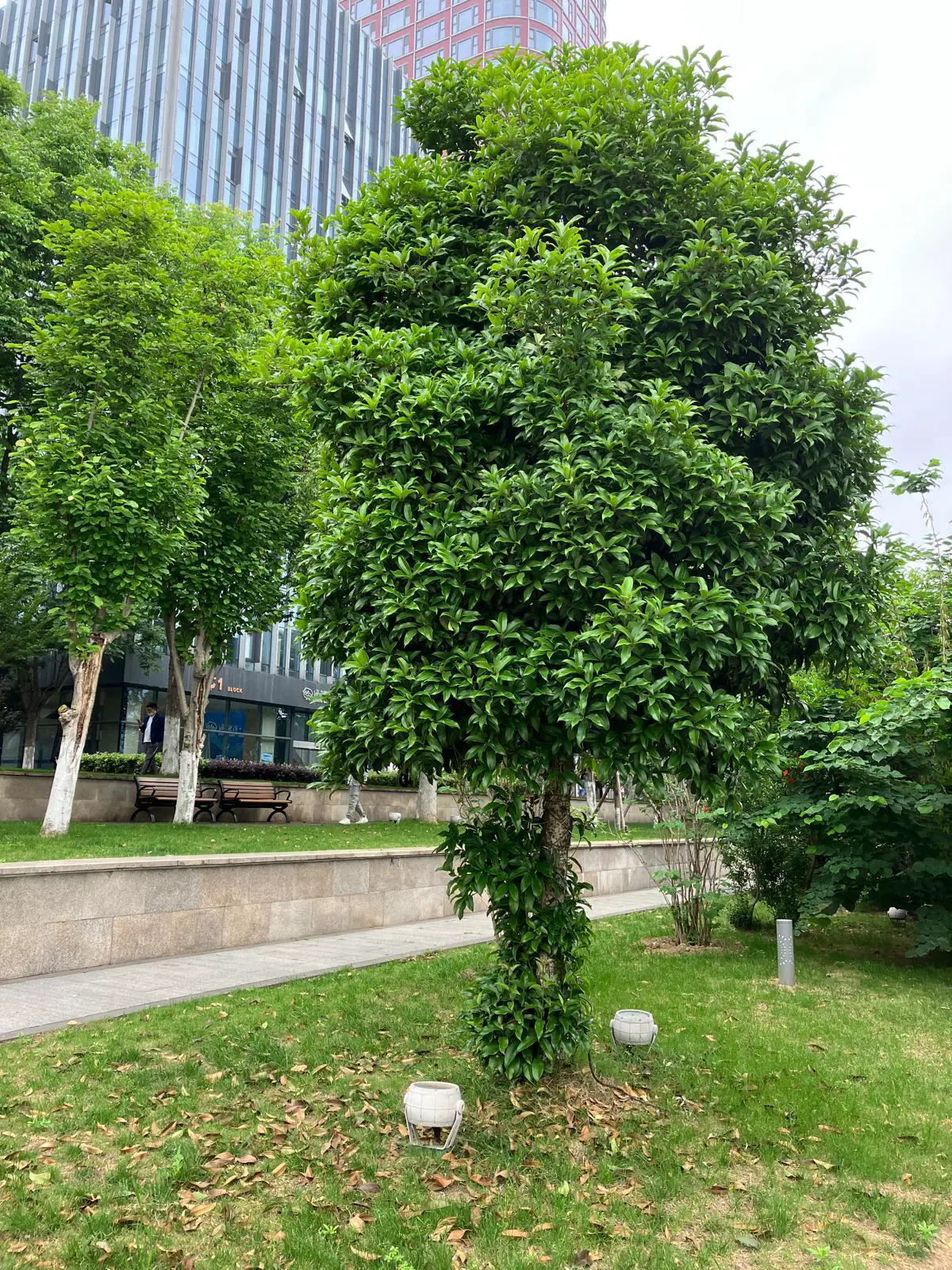 An image to describe post