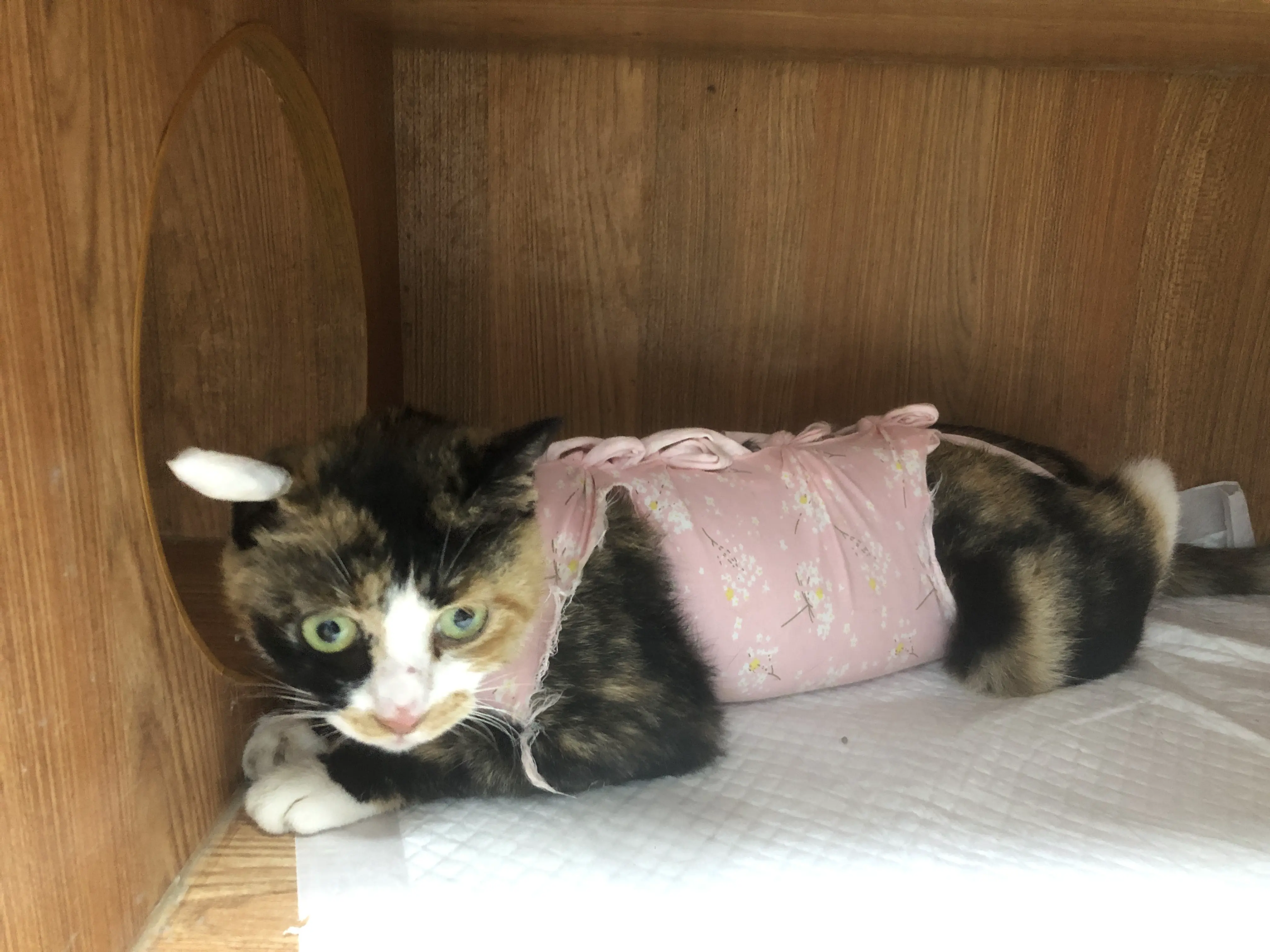 An image to describe post