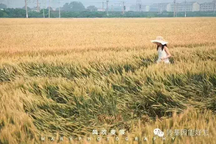 奇葩国家禁止农民种小麦，理由居然是……