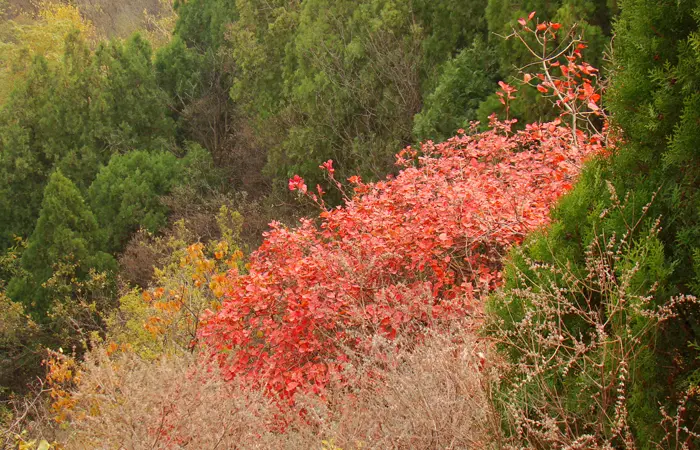 An image to describe post