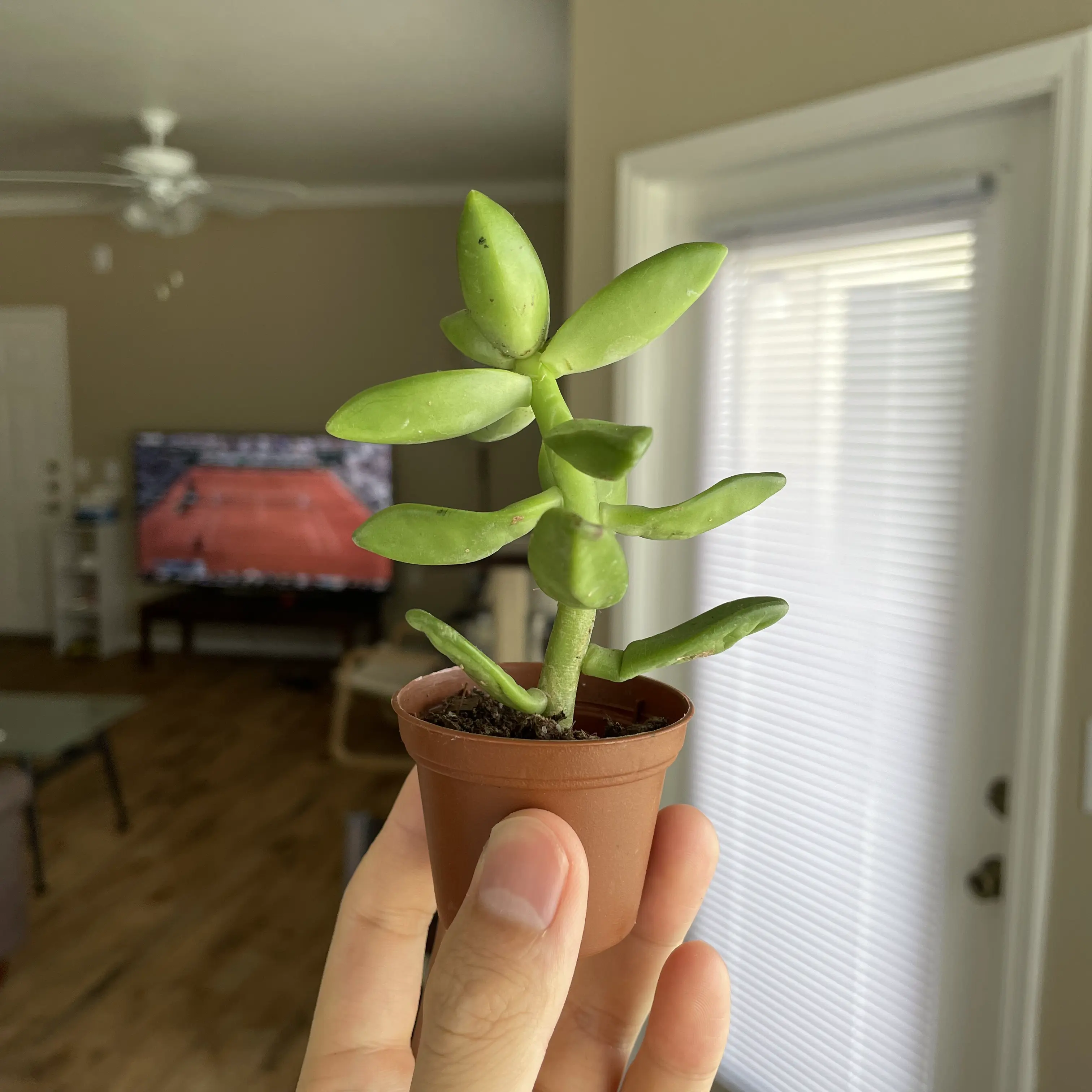 An image to describe post