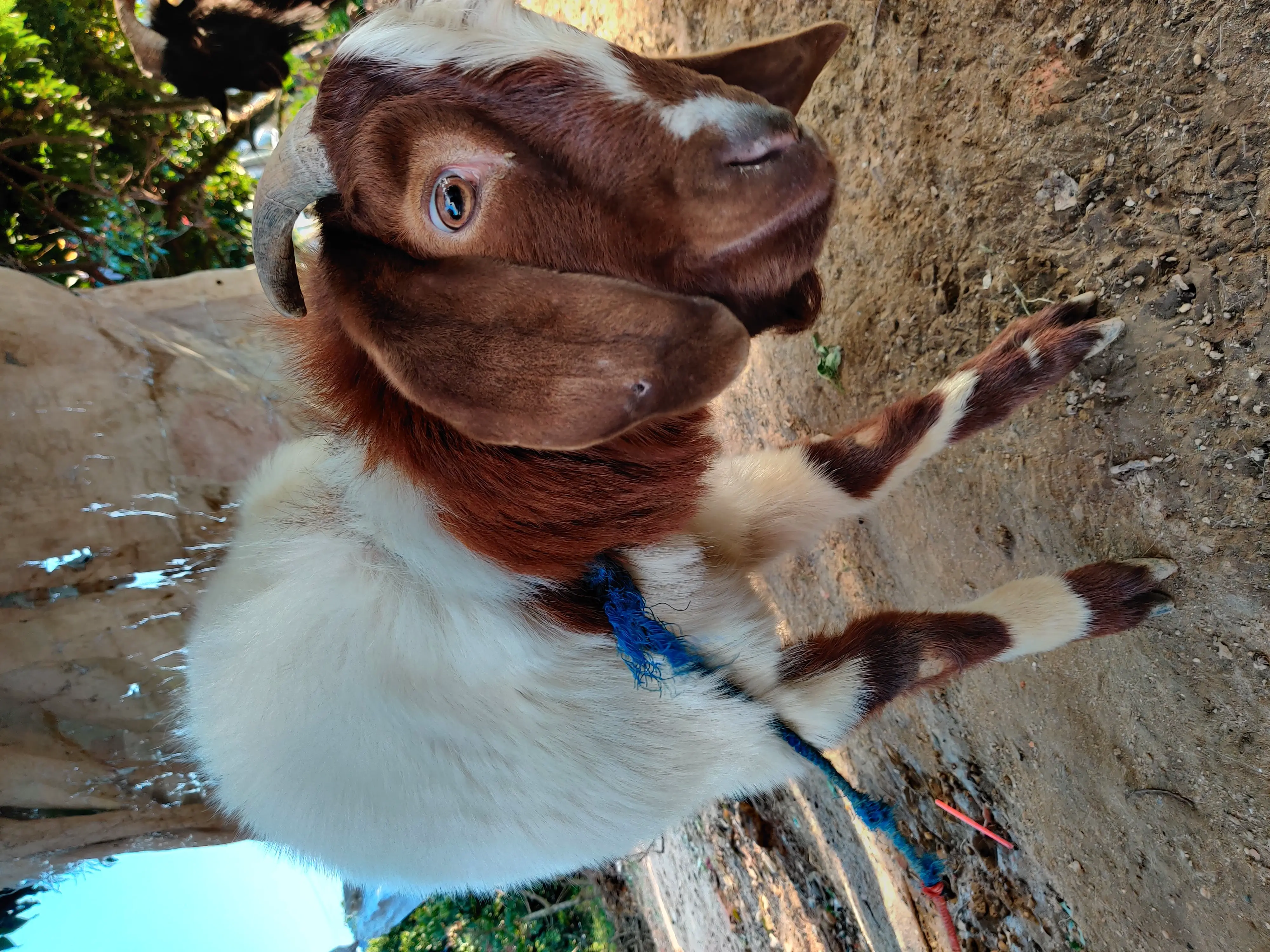 An image to describe post