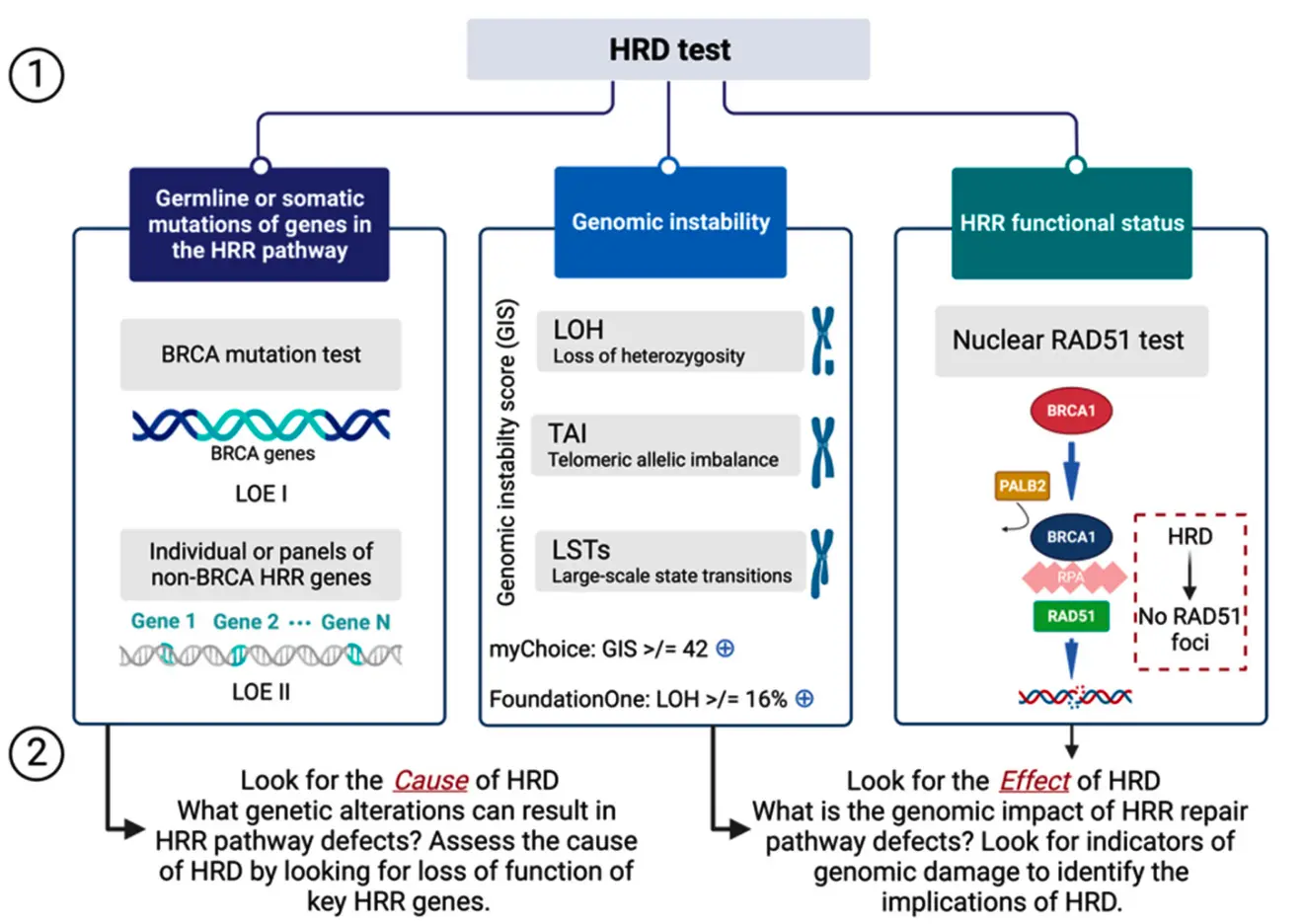 V018plus.熊言熊语：biomarker系列-同源重组修复缺陷HRD (part3 产品总览)