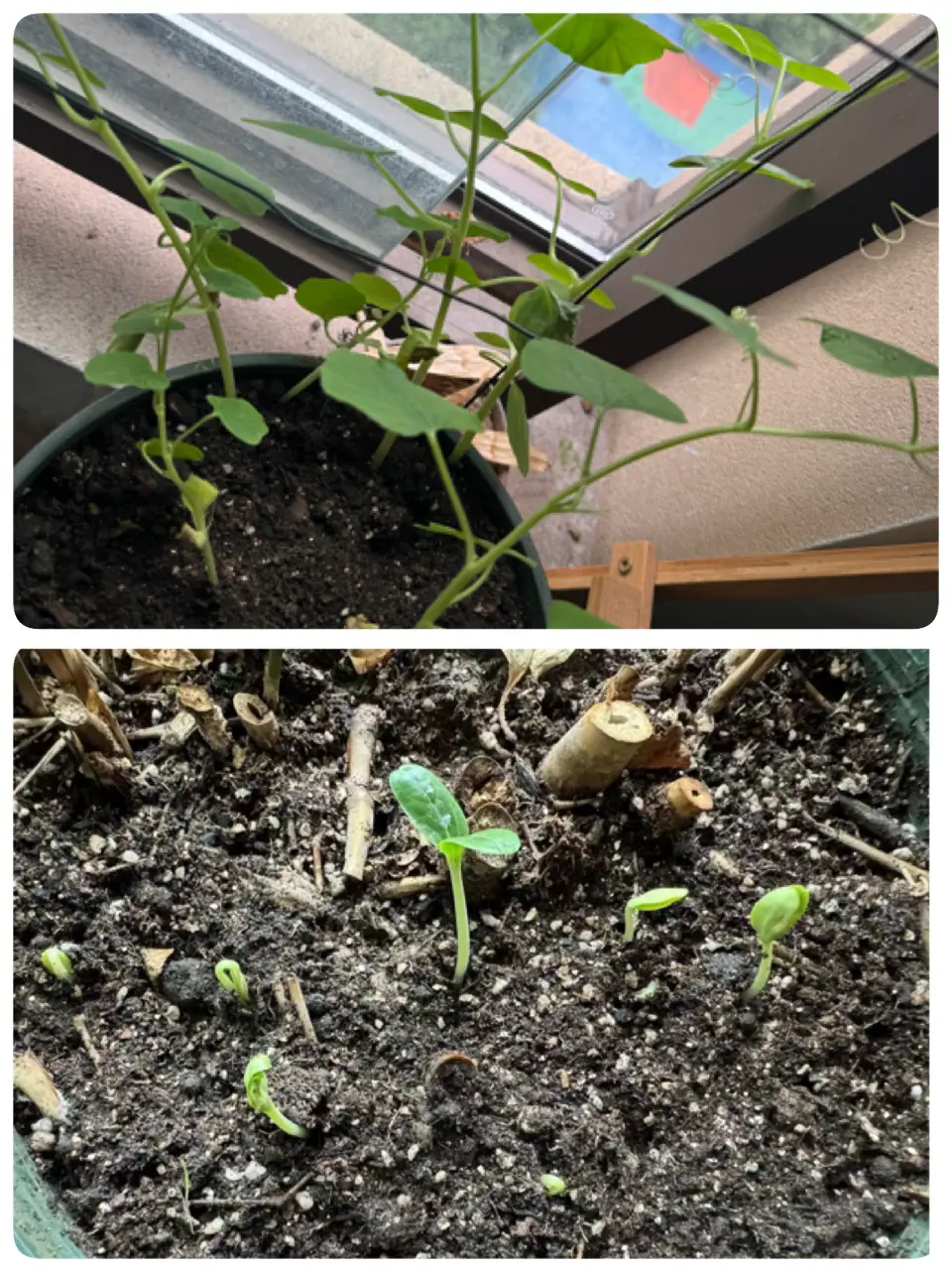 An image to describe post