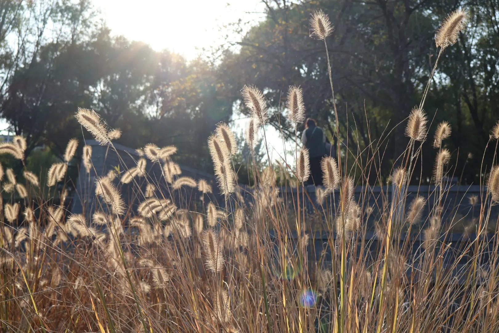 An image to describe 平常的植物在秋天的阳光下也闪闪发光✨