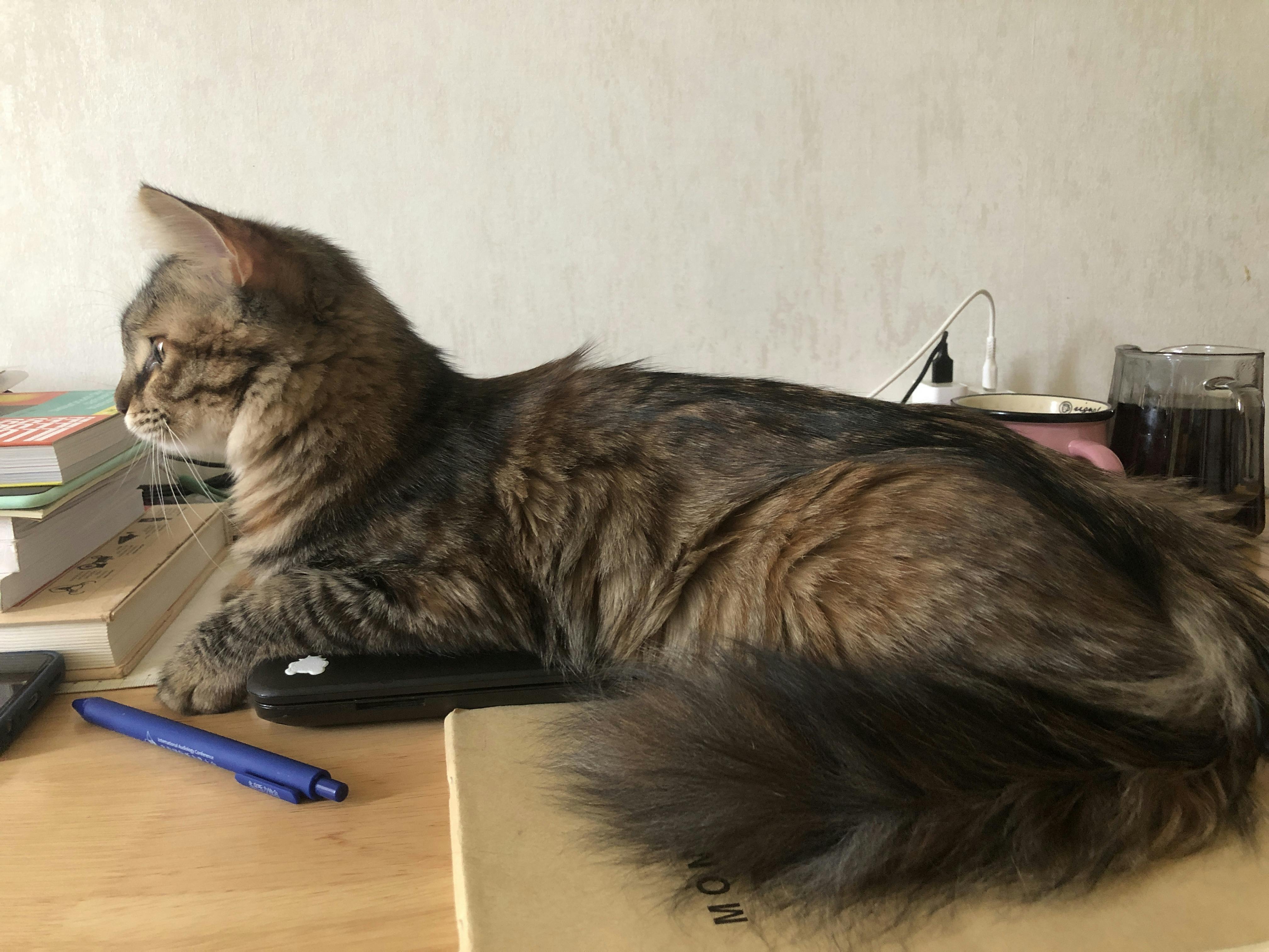 An image to describe post