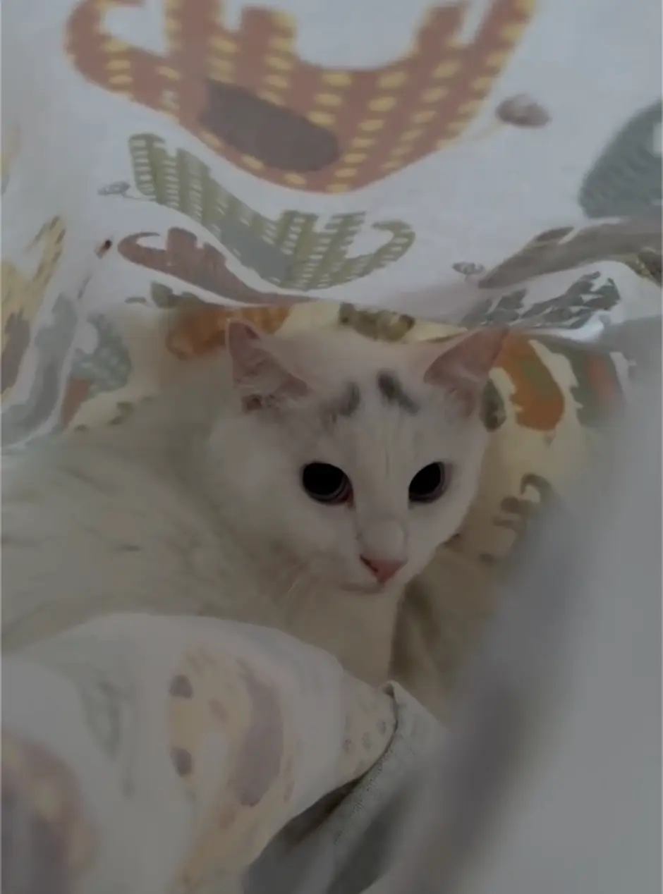 An image to describe post