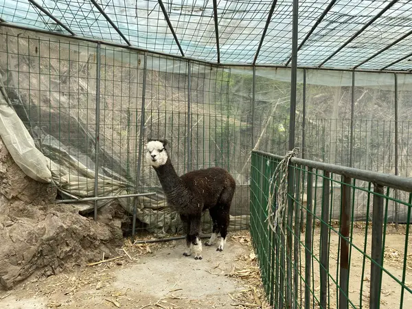 An image to describe post