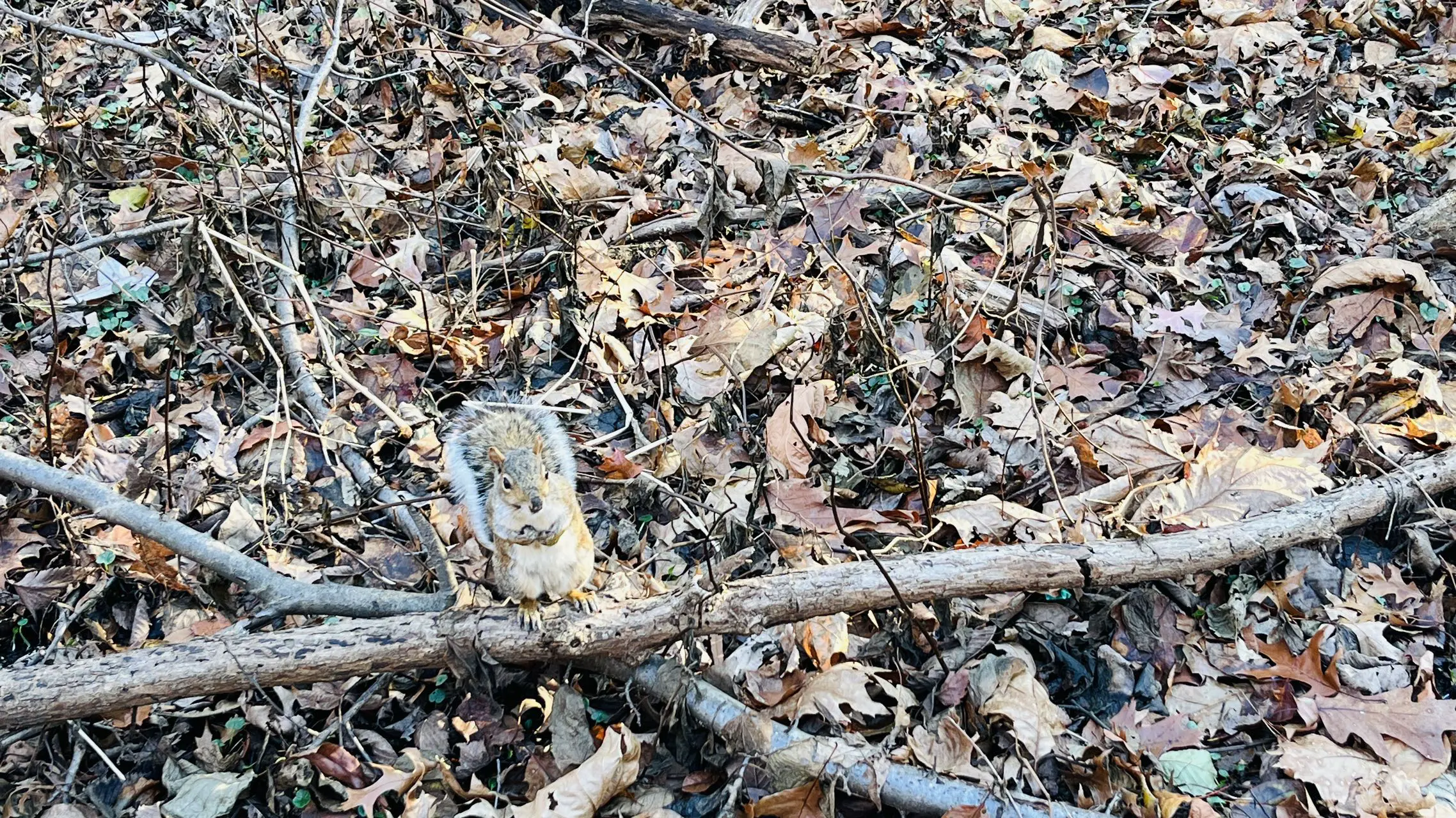 An image to describe post