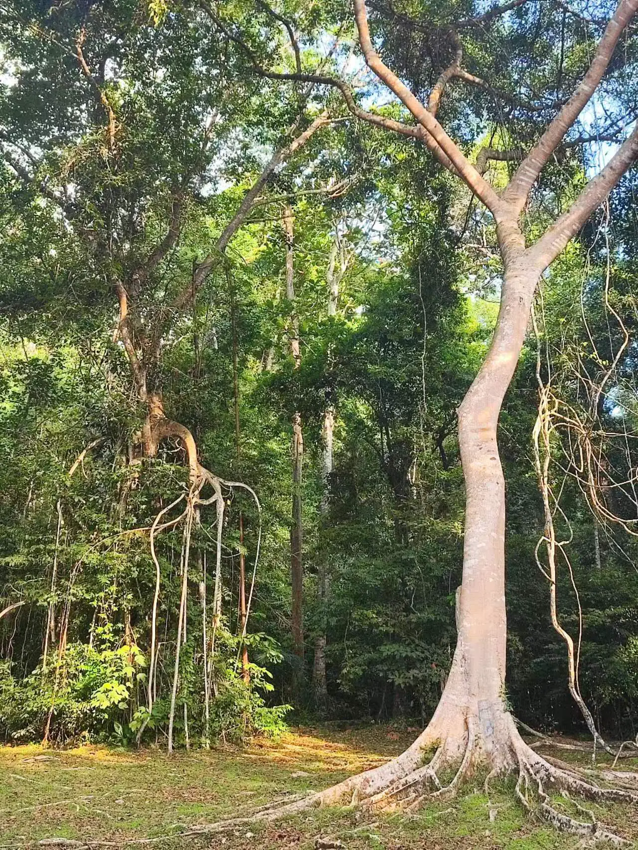 An image to describe post