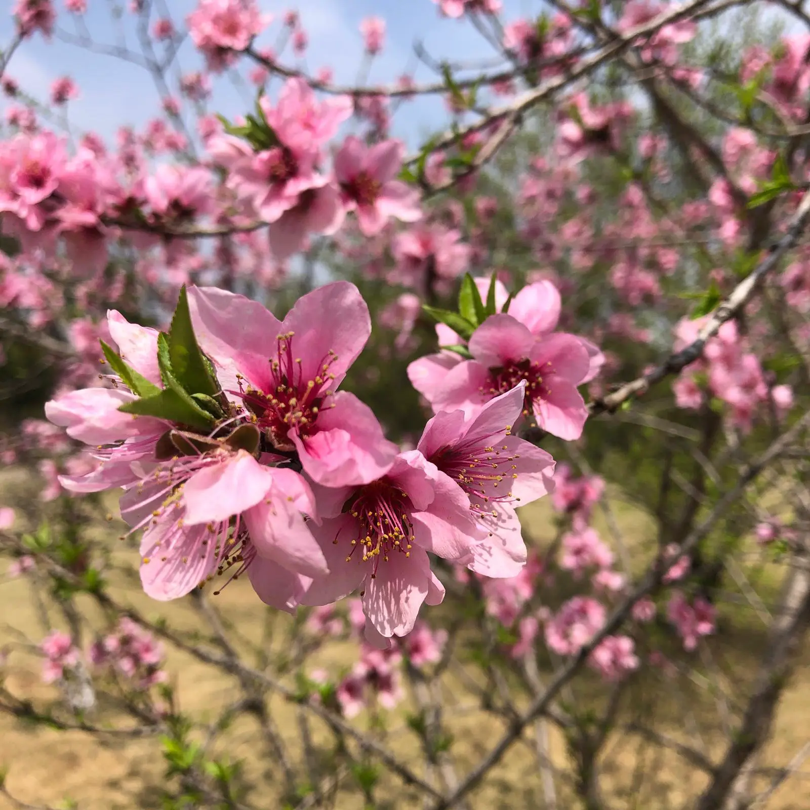 An image to describe post